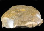 Polished Fossil Coral (Actinocyathus) Head - Morocco #44931-2